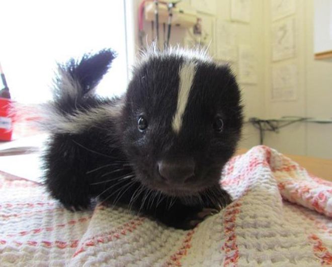 bebe-skunks