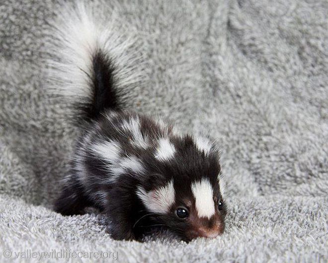 bebe-skunkss